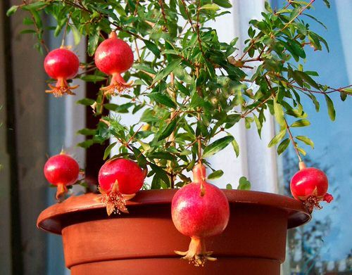 Cách trồng cây lựu đỏ trong chậu đúng cách và hiệu quả